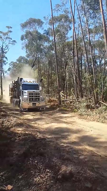 buckenbowra state forest logging