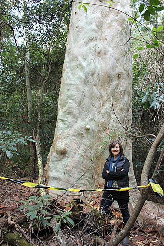 dawn walker mlc at base of big jenny