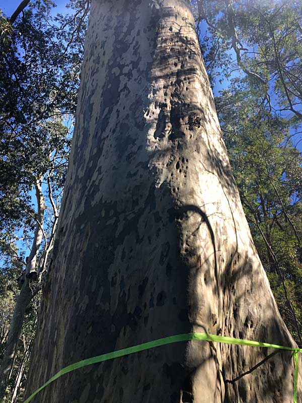 giant trees with girths greater than 4.4m