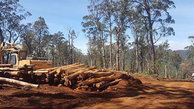 logs removed are destined to be woodchipped at the eden mill