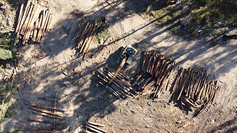 mogo milled trees log dumps