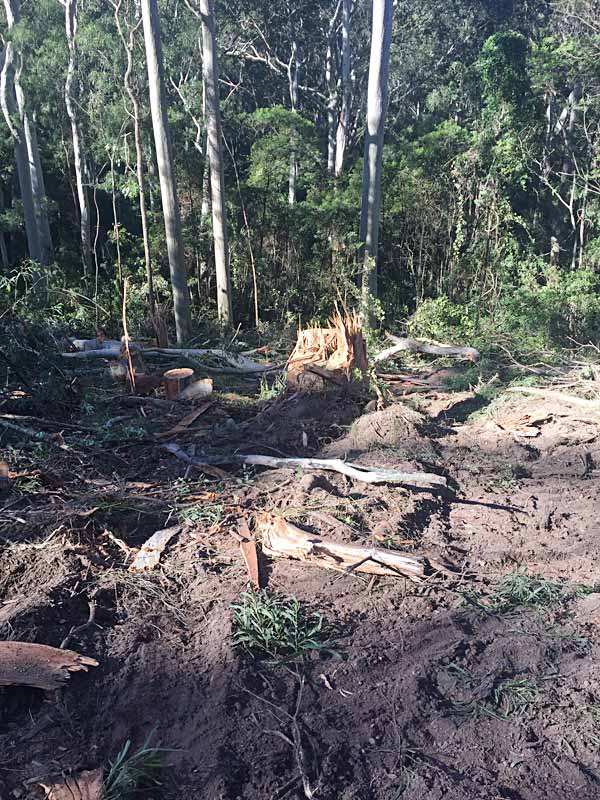 mogo state forest logged