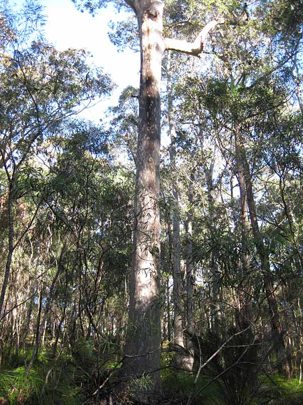 mogo state forest natural environment