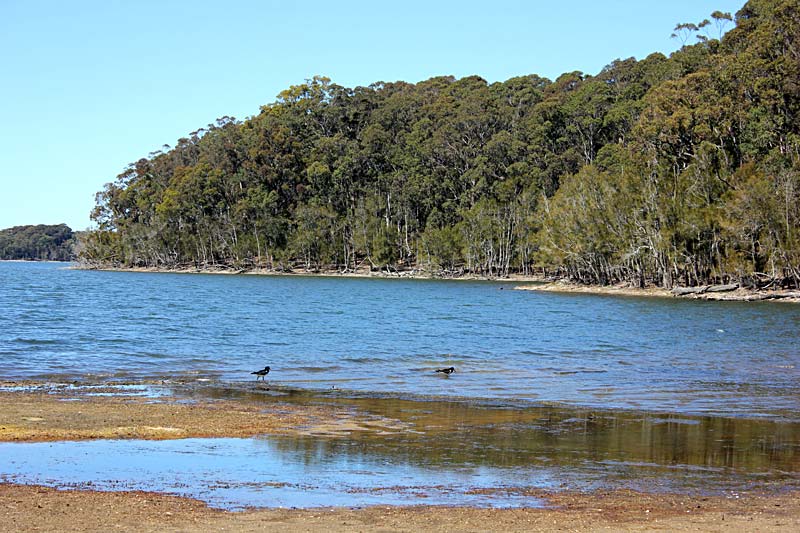 pied oystercatchers endangered forage on lake brou