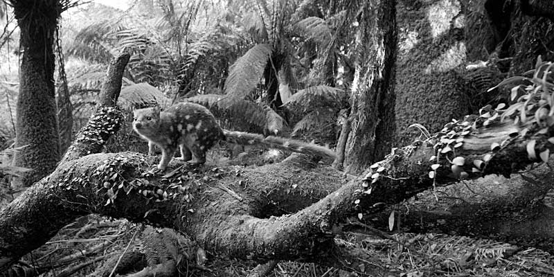 spotted tail quoll