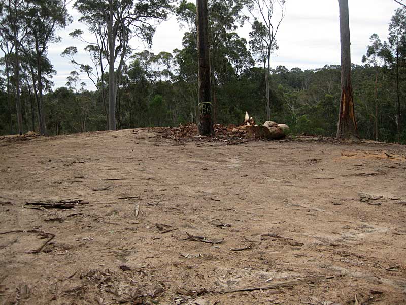 yellow bellied glider feed tree surrounded by log dump